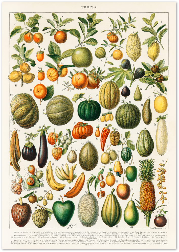 Posterux© | Vintage Fruit Chart Poster – Botanical Education Print poster – premium wall art