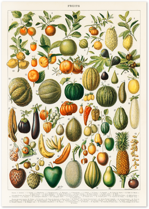 Posterux© | Vintage Fruit Chart Poster – Botanical Education Print poster – premium wall art