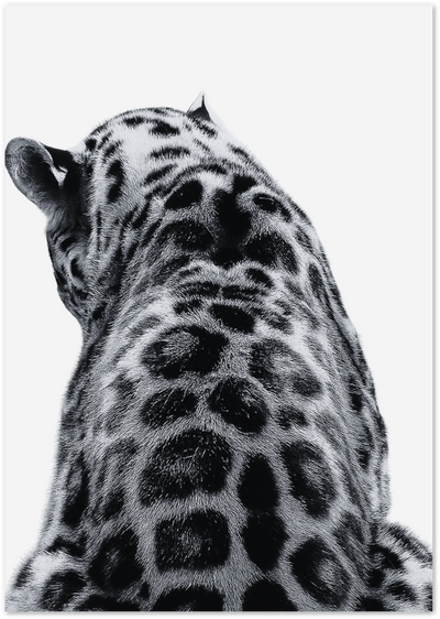 Leopard Back Poster – Black and White Animal Photography | Posterux