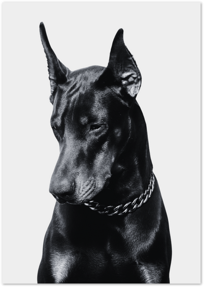 Doberman Portrait Poster – Black and White Dog Photography | Posterux