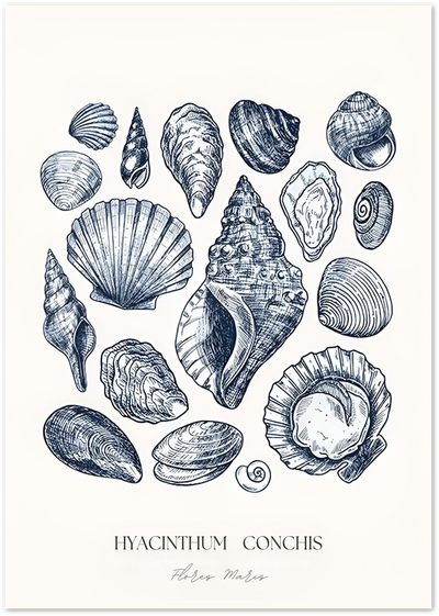 Vintage illustration poster of various seashells with Latin typography on cream background