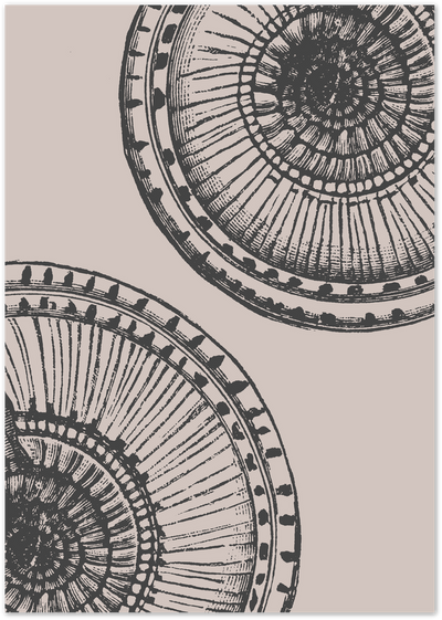 Vintage engraved illustration of radial diatom patterns in black on a beige background