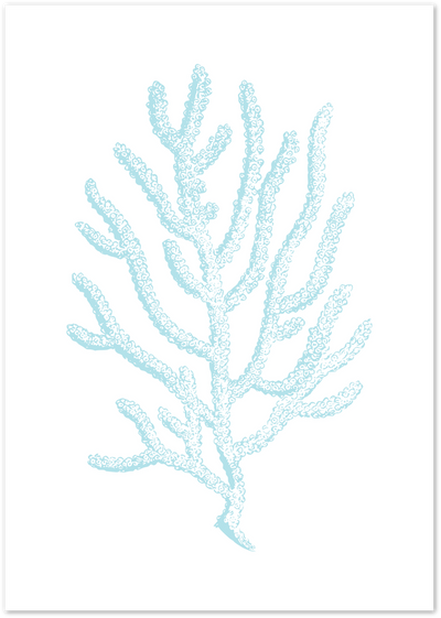 Vintage illustration of a branching sea coral in pale blue on a white background