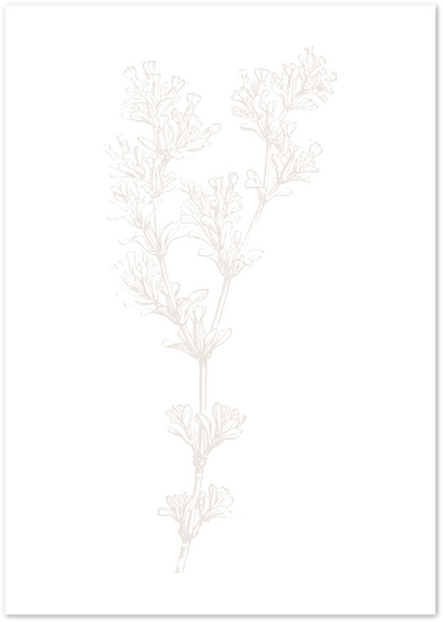 Line art illustration of a lavender sprig in beige tones on a white background