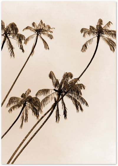 Sepia-toned photograph of palm tree tops silhouetted against a soft sky