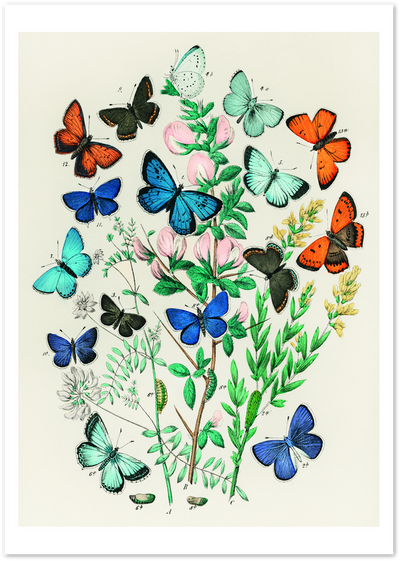 Vintage illustration poster of numbered butterfly species with flowering branches and caterpillars