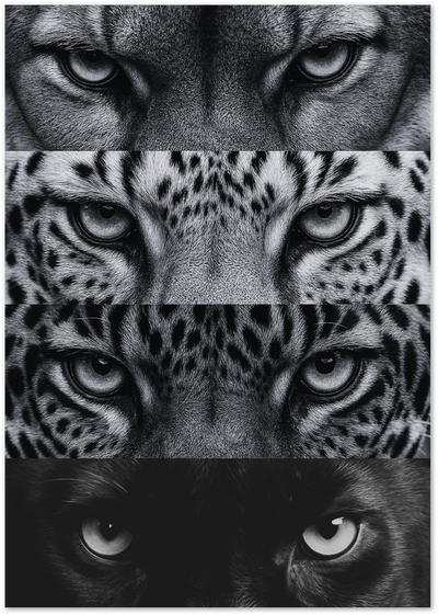 Black and white close-up poster of lion, tiger, leopard and panther eyes stacked in panels