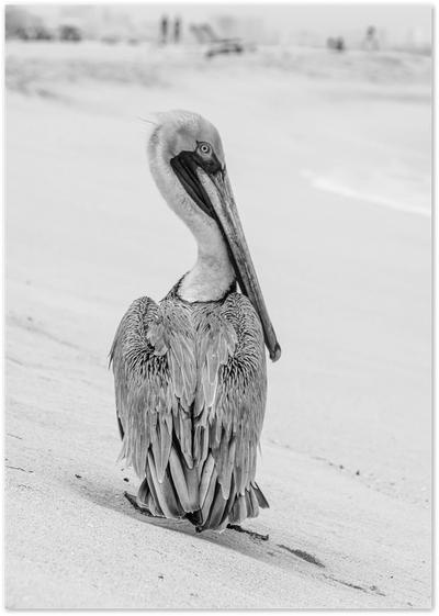 Black and white photograph of a pelican standing on a sandy beach