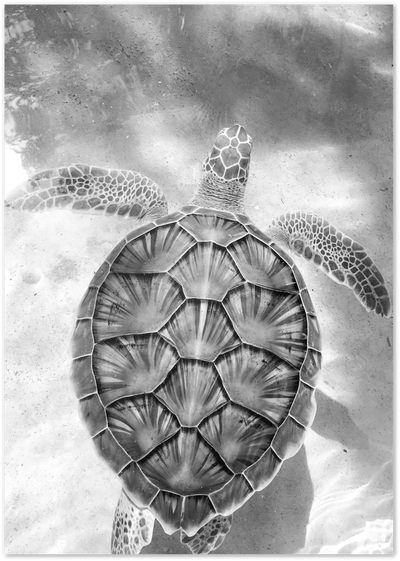 Black and white aerial photograph of a sea turtle swimming in shallow water